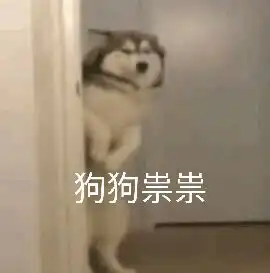 养猫还是养狗,这个问题很多人都没想明白
