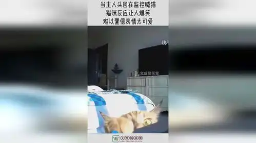 当主人头回在监控喊猫,猫咪反应让人爆笑,难以置信表情太可爱
