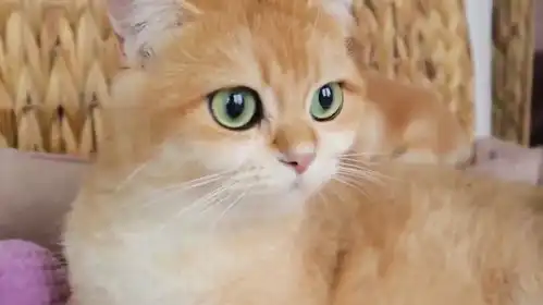 小奶猫打架输了,一脸委屈巴巴的表情太萌了