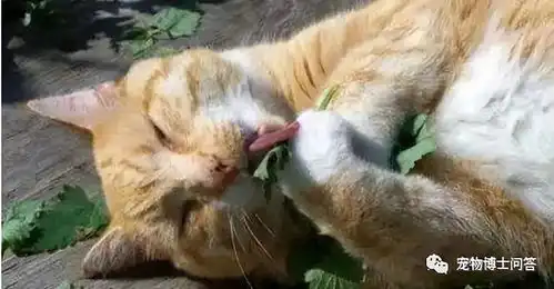猫薄荷是什么
