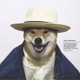 萌宠界的时尚扛把子看看柴犬的时装大秀眼神到位毫无违和感
