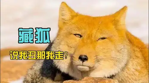 藏狐,又丑又萌的表情包

