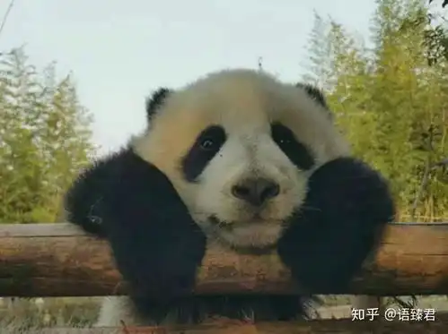 为什么大家都那么喜欢木村拓哉
