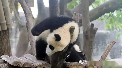 这不是懒,是熊猫瘫
