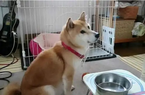 柴犬为什么不吃狗粮都是因为你,对它太过有爱
