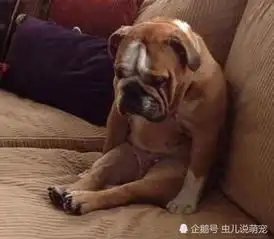 实拍狗子们犯错后的表情,二哈最贼,金毛最有诚意
