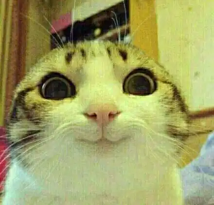 求个表情是这个图p的猫举着个牌子说我是老虎然后背景有一个喵字样
