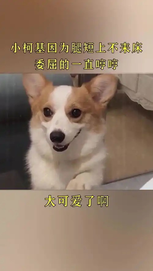 小柯基因为腿短上不来床,委屈的一直哼哼叫
