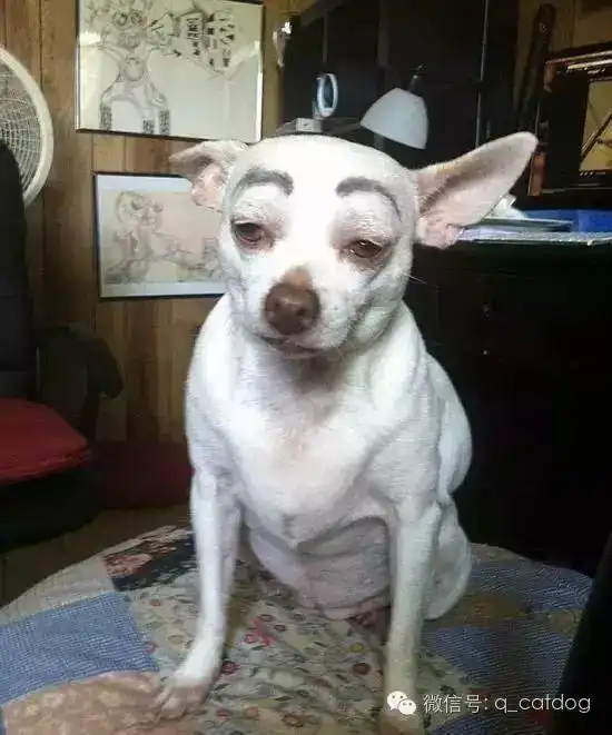 爱恶搞的主人为狗狗画了眉毛,笑到喷饭
