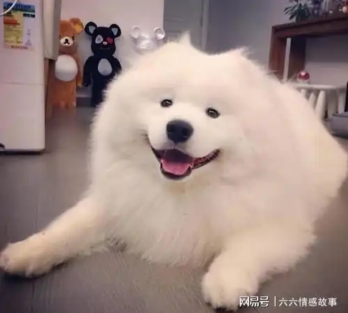 狗界三大凶残的狗和三大善良的狗,你养了哪种

