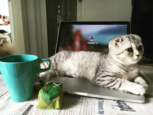 猫可以萌到什么程度
