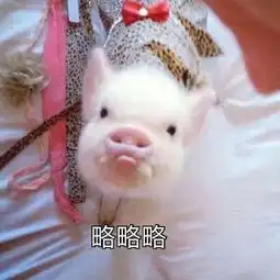 周怡妙把猪猪捧在手心里百田表情包圈
