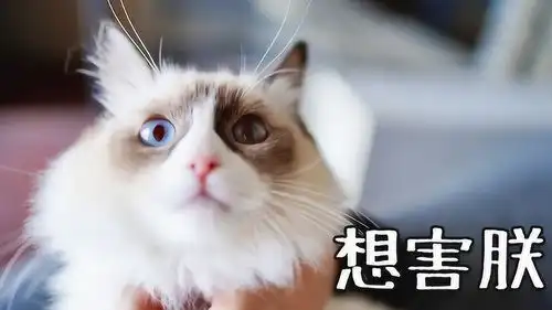 主人哄猫咪吃药,咽下去的那一刻,喵刁民,你给朕吃的啥
