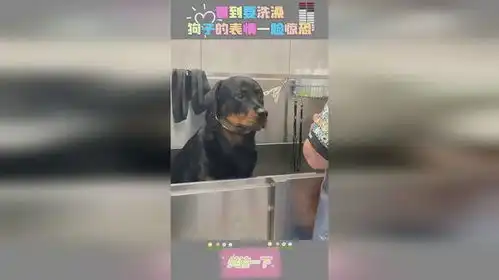 看到要洗澡,狗子的表情一脸惊恐
