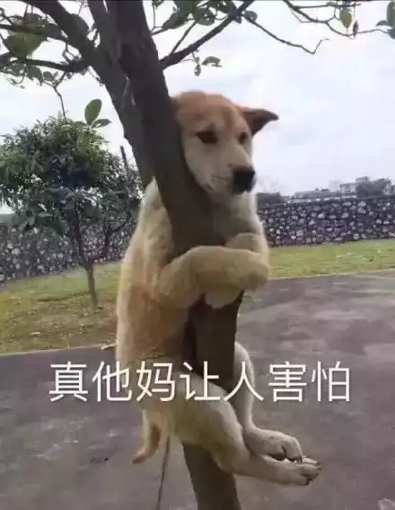 魔性狗子表情包全属精品
