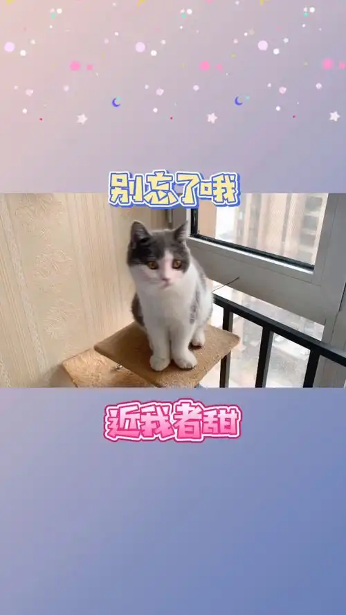 你愿意抱抱这个小猫咪吗
