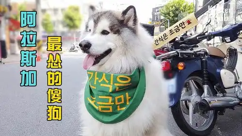 阿拉斯加犬,180斤怂怂的傻大个儿