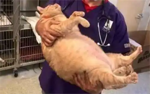 橘猫因太胖送去减肥,控制饮食帮它减肥,猫咪的表情很精彩
