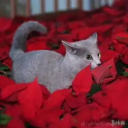 靠眼神就能撩妹无数这只自带贵族气息的猫中绅士