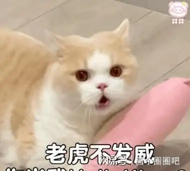 铲屎官抱起猫咪,在它眼里,是这样认为的