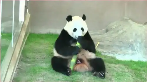 大熊猫吃竹子,这表情很欠揍
