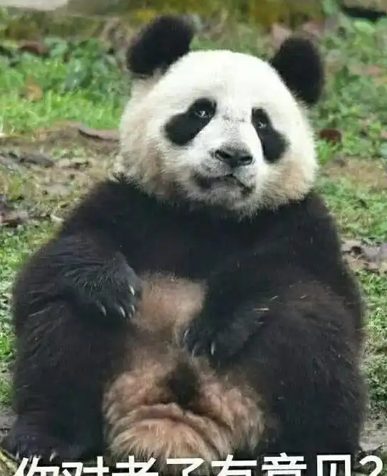 大熊猫从竹林里出来,见人便盘腿打坐,网友萌的心都化了