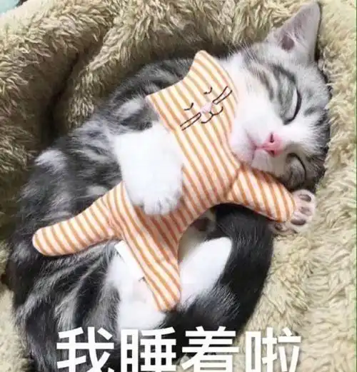 辟谣猫咪喜欢睡觉才不是因为懒,大多数时间也没有真睡着
