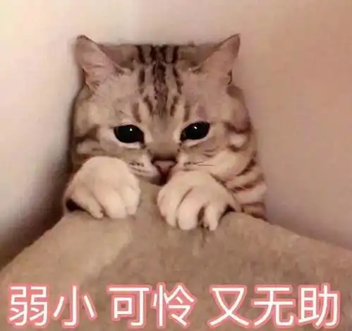 怒为了博眼球,这些人不顾危险给猫咪摆拍,真是够了
