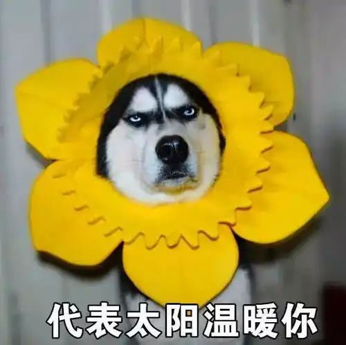 狗年你想成为哪种汪星人
