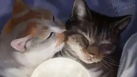 网上较火的一些的猫咪动图出处3suzume,瓜皮,楼楼,猫日,zeroc......总有一款适合你做表情包
