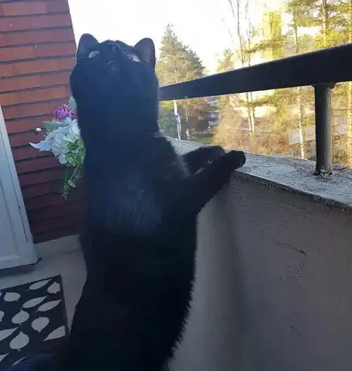 猫咪在屋里作威作福,主人把它丢到阳台,立马怂成表情包
