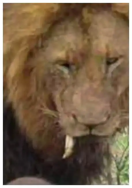 狮子牙齿出了点问题,捕到猎物之后表情很是痛苦,战斗力减半
