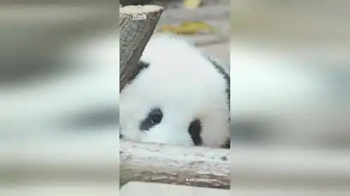 天气炎热,午觉时间到你睡了吗反正熊猫崽崽已经困得睁不开眼了来源
