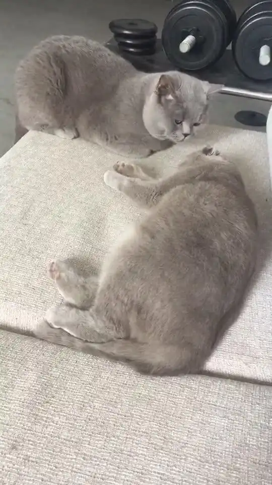 哇原来猫与猫之间也是有爱情的
