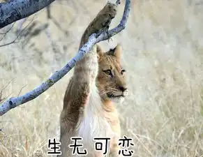 她被外星人第三者插足记住我叫叶良辰
