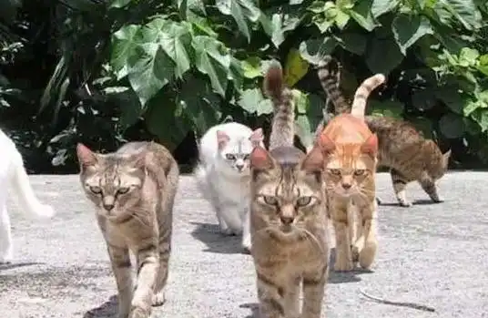 日本的猫岛,仿佛一群黑社会惹不起惹不起
