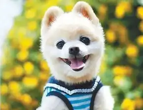 云吸宠物我与主子的网恋日记
