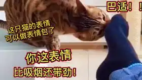 这俩单身狗太逗了吧,主人对狗子说我有你就足够了
