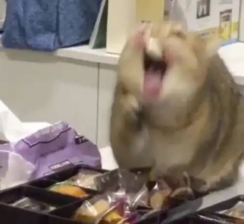猫猫偷吃零食后卡在牙缝里了哈哈,这表情太逗了
