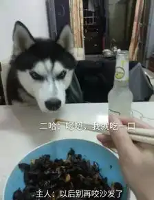 主人调戏哈士奇,家中电器遭殃
