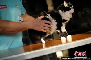 残疾猫咪重获新生兽医为其安装仿生假肢