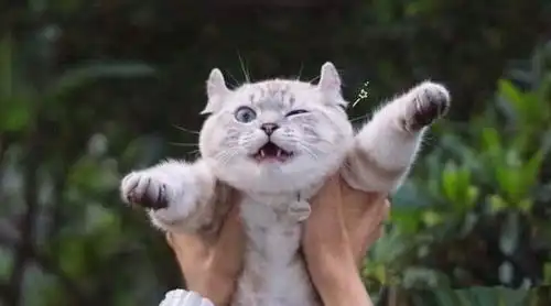 当你抱起猫咪时,其实它是这样想的
