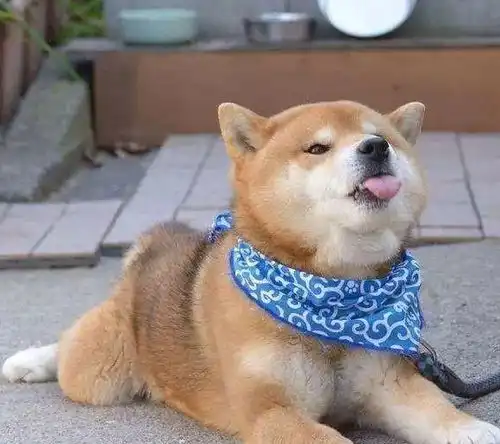 原来狗狗吐舌头这么可爱呀
