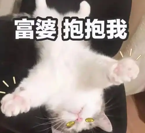 最常见的四种养猫人,多希望自己是最后一种
