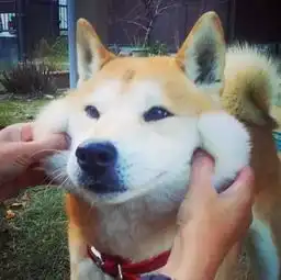 日本的土狗柴犬成为网红后,中国的土狗咱为什么不能
