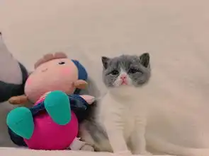 猫繁殖时要注意的四个地方,猫咪配种注意事项
