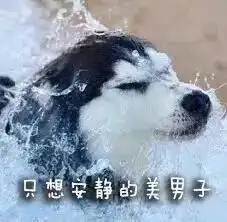 朋友问我哈士奇是什么闻闻窝宠物app
