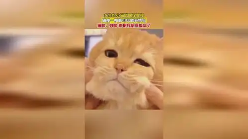 女生给小猫做眼保健操,随便一帧都可以做表情包
