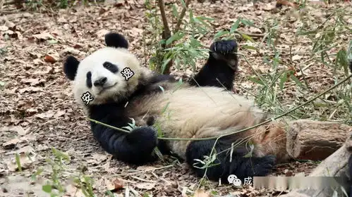 这不是懒,是熊猫瘫
