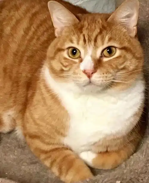 福懋动物医院因为太粘人而惨遭弃养的橘猫,终于遇到了命中注定的铲屎官
